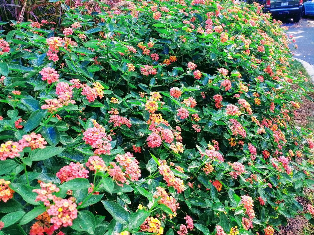 Flowers at JGR facility